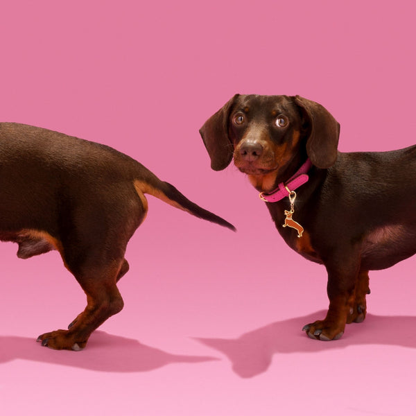 Dachshund Key RIng