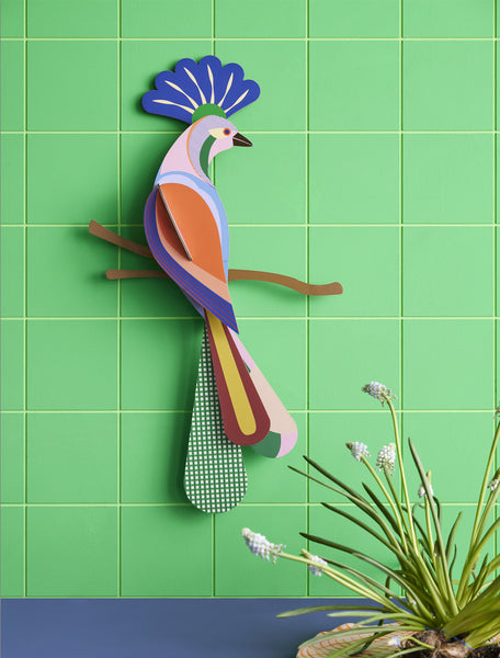 Paradise bird/ Tinjil