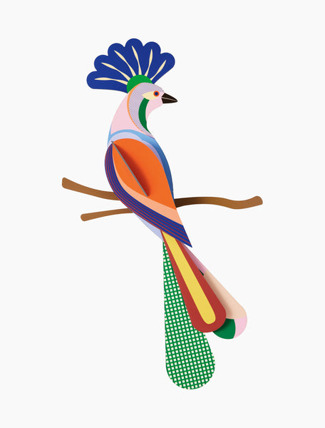 Paradise bird/ Tinjil