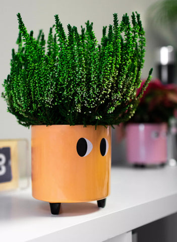 Eyes Planter (various colors)