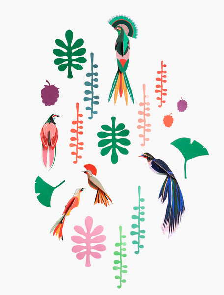 Wall of curiosities, Bird observer
