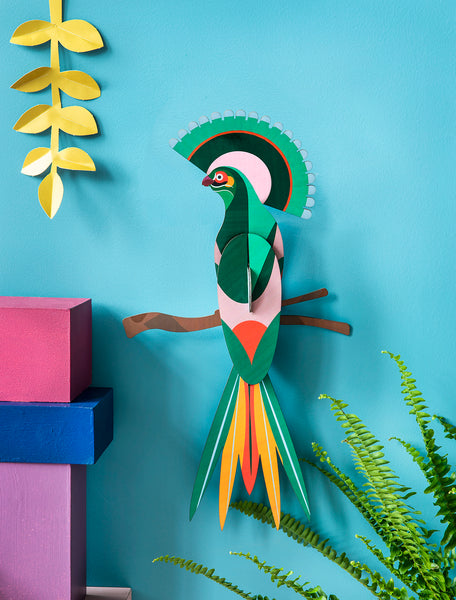 Paradise Bird / Gili