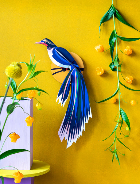 Paradise Bird / Flores