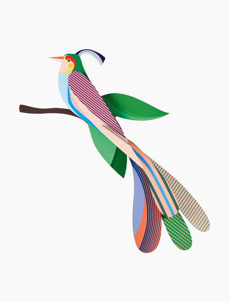 Paradise Bird / Maya