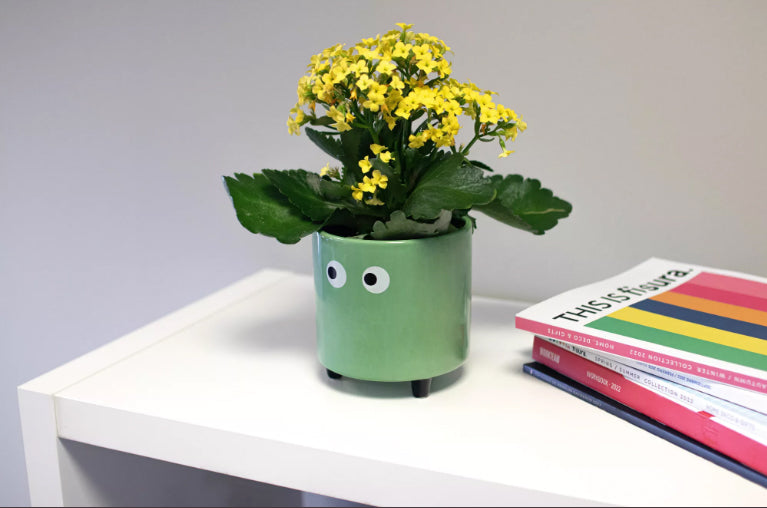 Eyes Planter (various colors)